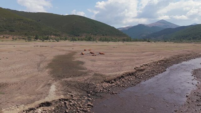 Climate change, drought in europe, riano reservoir in the province of leon, spain. Cows grazing in dry reservoir bed with low water levels