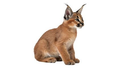 Small wild caracal lynx cub sitting isolated on transparent background © Amelia