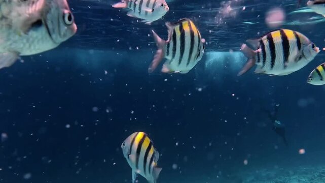 School of sergeant major fish swimming in deep blue ocean water