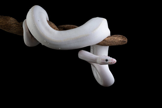Blue-Eyed Leucistic Ball Python (Python regius) Coiled on a Wooden Vine