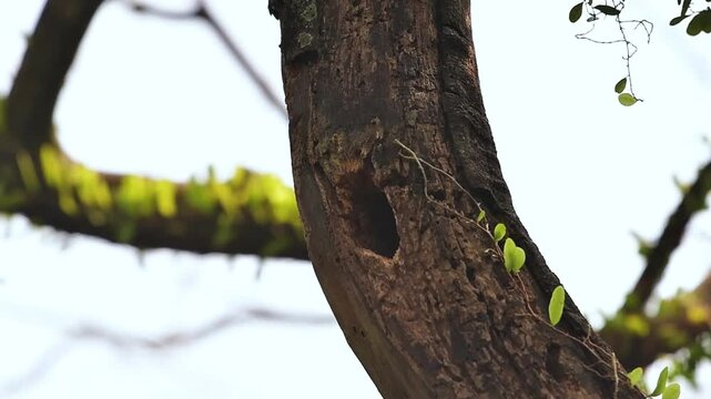 Coppersmith Barbet Perched Near Tree Hole Nest