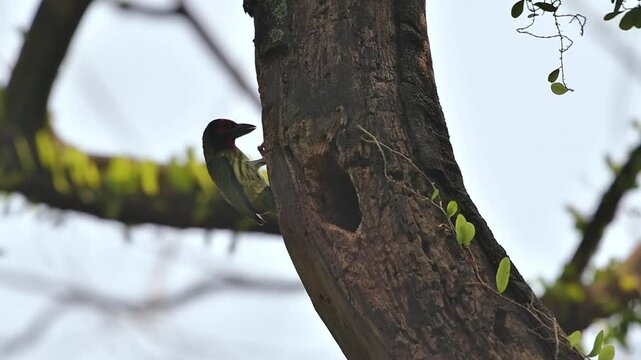 Coppersmith Barbet Perched Near Tree Hole Nest