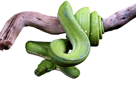 Green Tree Python (Morelia viridis) Coiled on a Wooden Branch