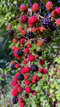wild blackberries ripening on bush in sunny outdoor nature