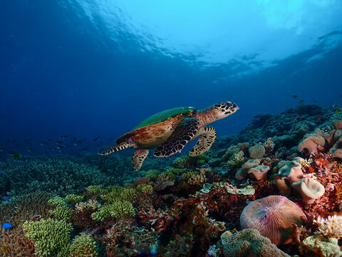 View of a hawksbill sea turtle swimming over a vibrant coral reef with diverse marine life in the clear blue ocean in Raja Ampat, Southwest Papua, Indonesia.