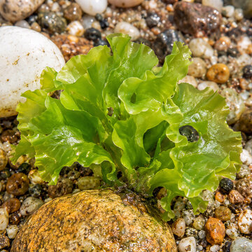 Sea lettuce (Ulva lactuca): marine green alga of the intertidal zone with foliose thallus