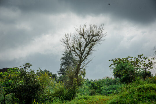 View of a bare tree standing in a lush green field under a dramatic overcast sky in Jos North, Plateau, Nigeria.