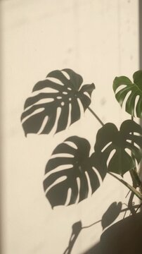 Monstera leaf shadows swaying on warm wall