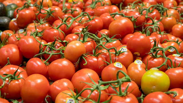 View of fresh red tomatoes on the vine in California City, California, United States.