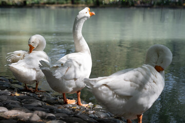 White geese breeding representing a sustainable poultry farming and organic agriculture concept.  Sunny summer day on a countryside farm with domestic geese near water. © alan