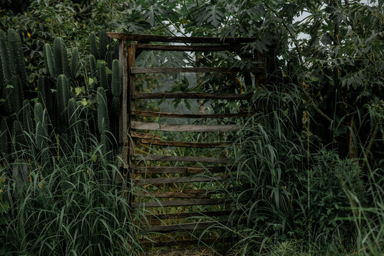 View of a rustic wooden gate framed by lush green vegetation, tall grasses, and cacti in a garden setting in Jos North, Plateau, Nigeria.