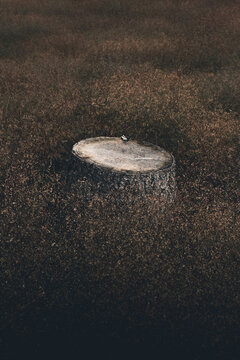 View of a weathered tree stump surrounded by dry tall grass in the rural landscape of Vormsi, Laane County, Estonia.