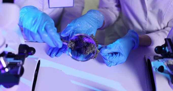 Scientists in protective gloves hold plant specimen over lab table. Researchers handle cannabis sample carefully inspecting material during analysis