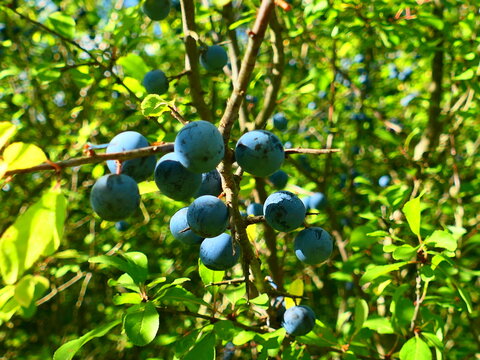 Schlehdorn, Schlehen, Fr&uuml;chte, 
