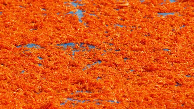 Tiny orange dried shrimp sun-drying on blue fishing net, close-up texture of traditional Thai coastal seafood preservation, colorful vibrant food ingredient background