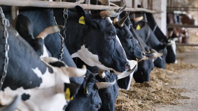 Dairy cows feeding in barn with ear tags, livestock farming and agriculture