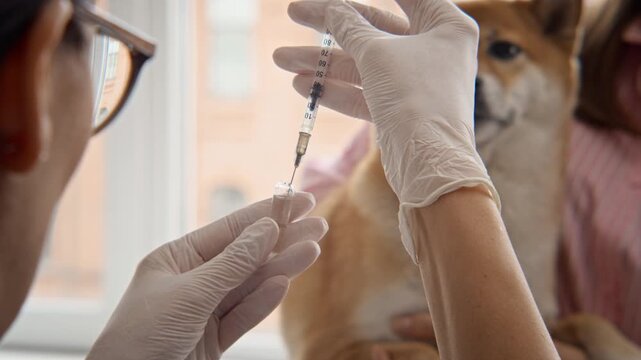 Caucasian young adult female veterinarian drawing vaccine into syringe from vial in close up. Footage suits pet healthcare promotions and veterinary clinic commercials