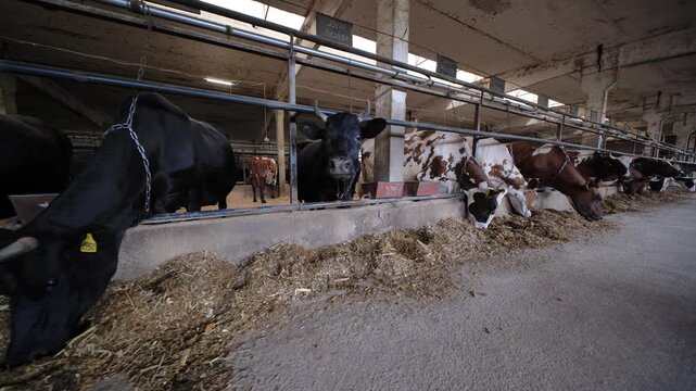 Cows eating silage and hay from a long trough inside a large farm building
