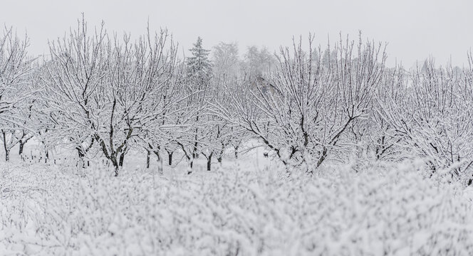 Creative and minimalist fine art background showcasing a rustic apple farm during wintertime