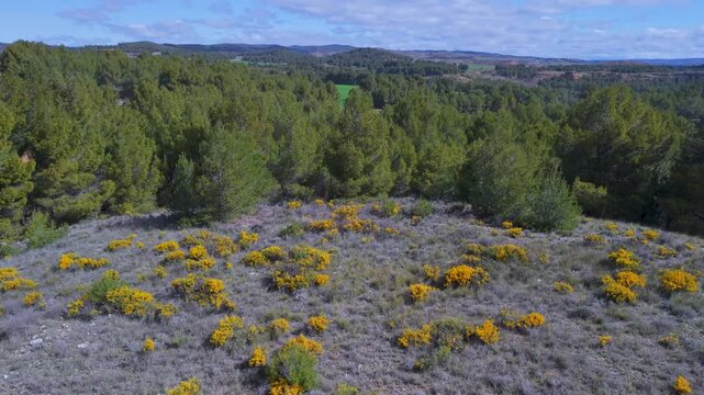 Aerial view from a drone of the so-called Sacristan's Castle in Ariza, in the Calatayud region of the province of Zaragoza, Castile and Le&oacute;n, Spain, Europe