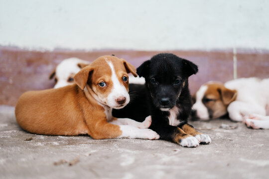 View of a group of small puppies, including one brown and white puppy and one black puppy, resting on a concrete floor in Southwest Papua, Indonesia.