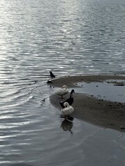 Fototapeta premium Domestic Ducks Resting on a Lakeside Sandbar