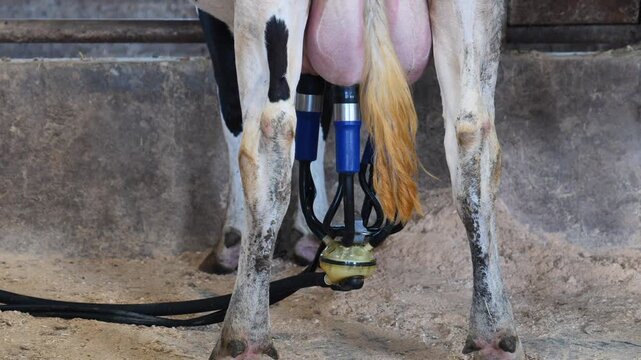 Dairy cow udder receiving automatic milking machine for fresh milk production