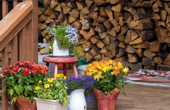 View of potted flowers including red and yellow chrysanthemums and blue lobelia arranged on a wooden deck with a large stack of firewood in the background in Haines, Alaska, United States.