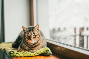 Fototapeta premium Cozy tabby cat resting on a green knitted blanket by the window in winter.