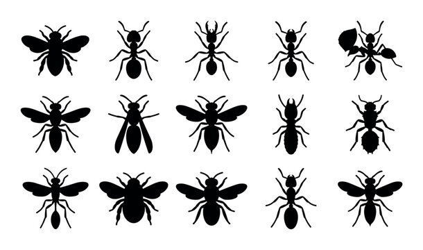 Social insect vector icons with honeybee, carpenter ant and termite for mobile app design in silhouette style