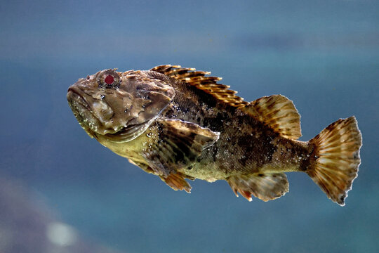 Shorthorn sculpin (Myoxocephalus scorpius) swimming underwater