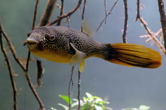 Mbu pufferfish (Tetraodon mbu) swimming in a freshwater aquarium