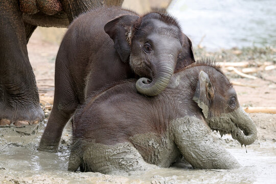 Two young Asian elephants (Elephas maximus) playing together in a mud wallow.