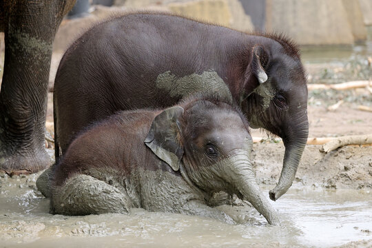 Two young Asian elephants (Elephas maximus) playing together in a mud wallow.