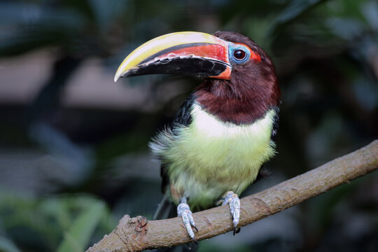 Female Green Aracari (Pteroglossus viridis) Perched on a Branch