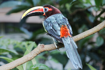 Fototapeta premium Female Green Aracari (Pteroglossus viridis) Perched on a Branch