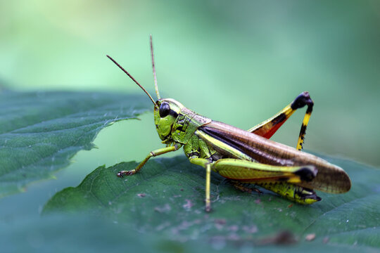 Large Green Grasshopper Resting on a Leaf