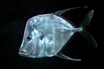 Lookdown Fish (Selene vomer) Against a Dark Background © Edwin Butter