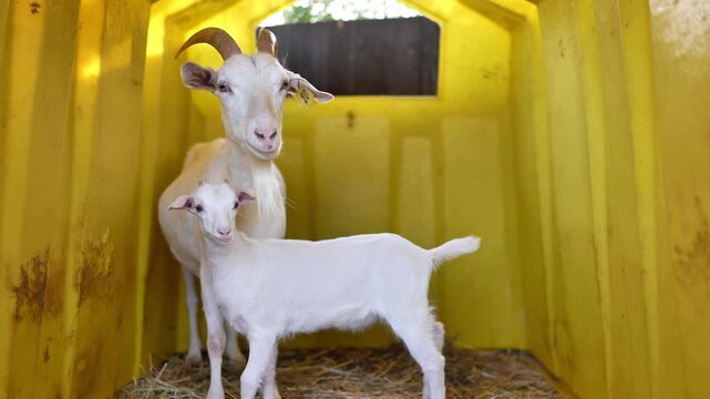 White goat mother and kid standing together inside a yellow farm shelter