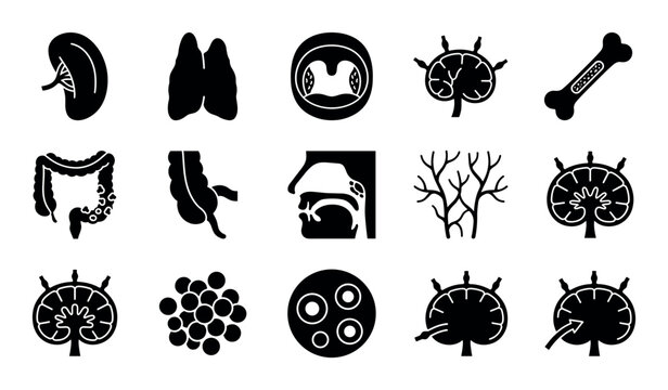 Lymphatic organs vector icons with spleen, thymus and lymph nodes for healthcare presentation in solid silhouette style