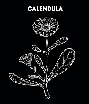 Calendula vector drawing illustration. Hand drawn sketch. Vintage medicinal plant sketch
