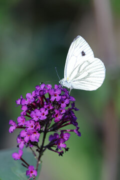 Green-veined White Butterfly (Pieris napi) Feeding on Purple Buddleia Flowers
