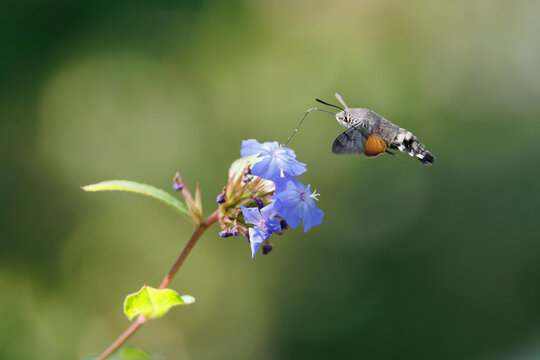 Hummingbird Hawk-moth (Macroglossum stellatarum) Hovering at Blue Flowers