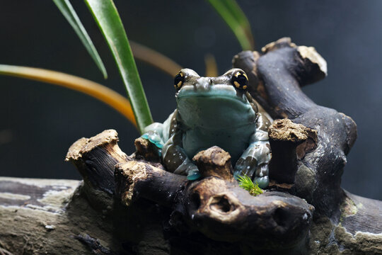 Amazon Milk Frog (Trachycephalus resinifictrix) Resting on a Tree Branch