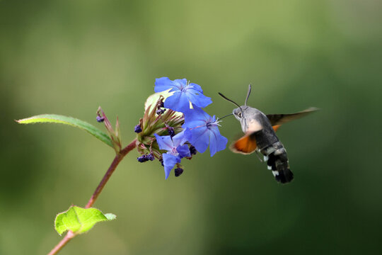 Hummingbird Hawk-moth (Macroglossum stellatarum) Hovering at Blue Flowers