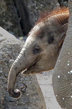 Asian Elephant Calf (Elephas maximus) Standing Close to an Adult Elephant