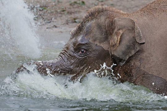 Asian Elephant Calf (Elephas maximus) Playing in Water