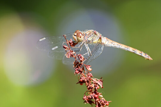 Common Darter Dragonfly (Sympetrum striolatum) Perched on a Plant