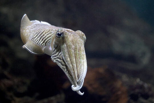 Common cuttlefish (Sepia officinalis) swimming towards the camera against a dark background.