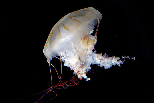 Japanese sea nettle (Chrysaora pacifica) with a translucent bell, brown-orange stripes and reddish tentacles against a black background.